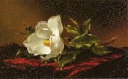 Martin Johnson Heade Magnolia f Sweden oil painting reproduction